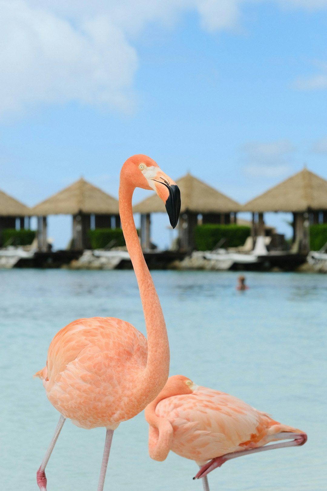 Flamingos on the beach.