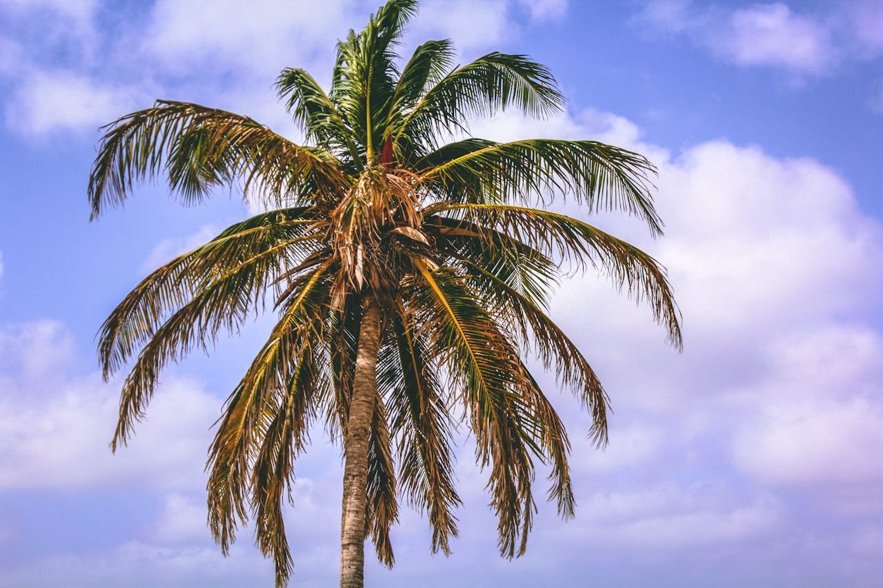 A lush palm tree against a vibrant blue sky captures the tropical essence of Aruba.