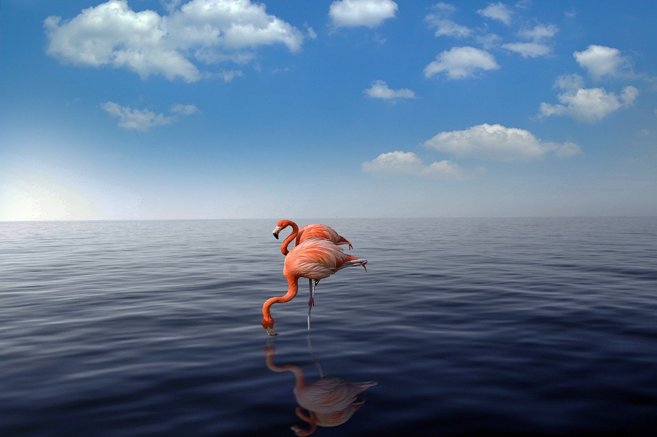 flamingo, beach, sea, flamingos, aruba, nature, water, summer, ocean, flock, pink, sky, coast, wildlife, inflatable, birds, recover, sun, relax, animal, vacations, holidays, romantic, wild, blue relax, aruba, aruba, aruba, aruba, aruba
