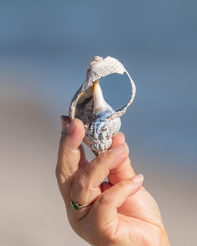shell, nature, beach, snail, whelk, sea, shellfish, close up, hand, finger, gesture, sleeve, mollusc
